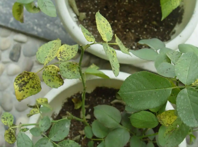 月季得了黑斑病怎么治