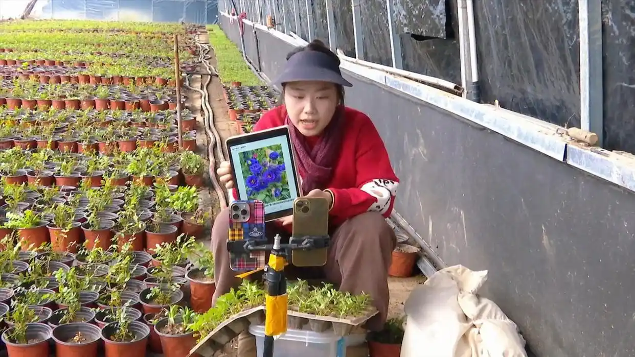 佳木斯汤原：&ldquo;错季&rdquo;花苗走俏市场