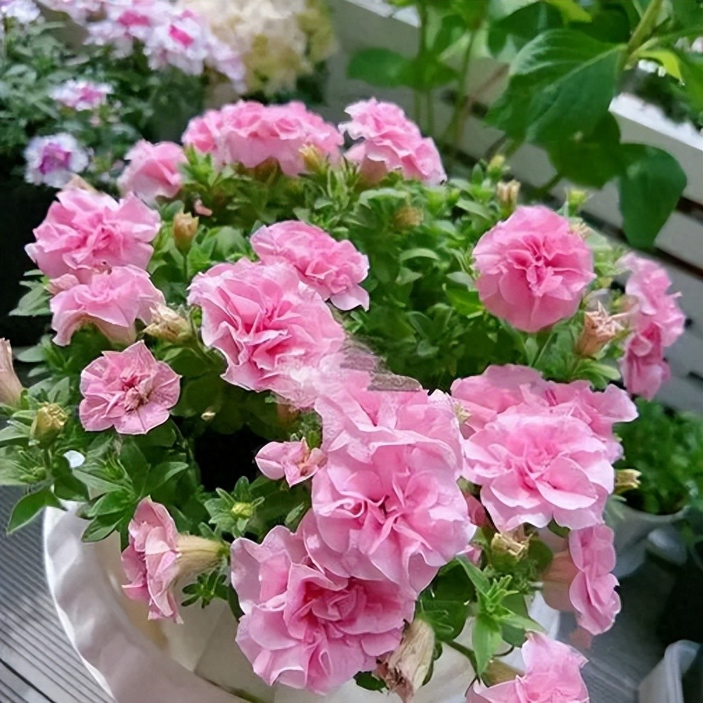 四月养花清单：新手好活、颜值爆表、庭院地栽全搞定