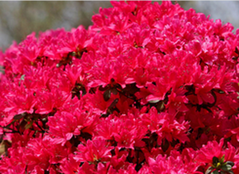 杜鹃花常见病虫害的防治要点