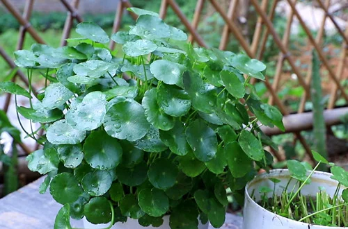 铜钱草叶子长黑点，铜钱草一般会得什么病