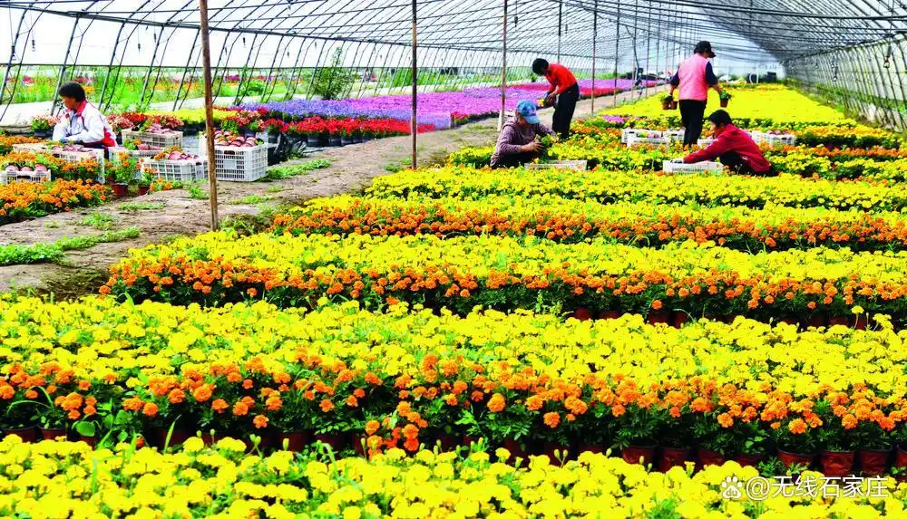 一花兴产业 一业富一方 石家庄市栾城区花卉基地绽放&ldquo;美丽经济