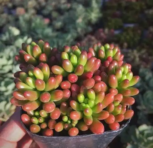 虹之玉