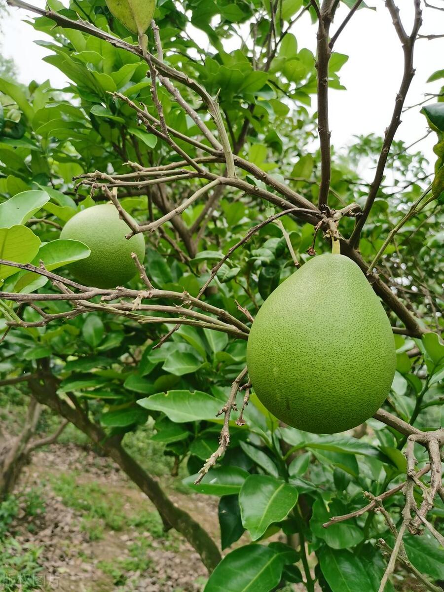 柚子在北方能种植吗