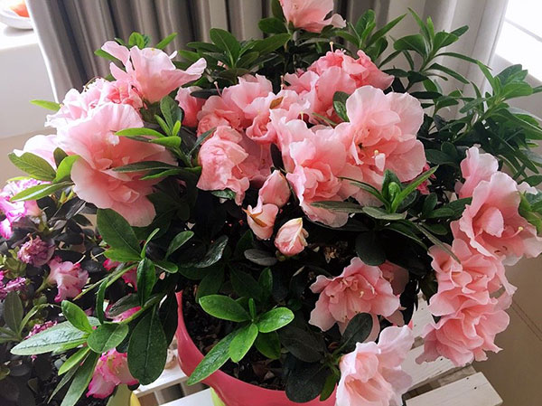 新手期五种花卉不要买