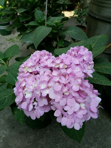 绣球花冬天会冻死吗