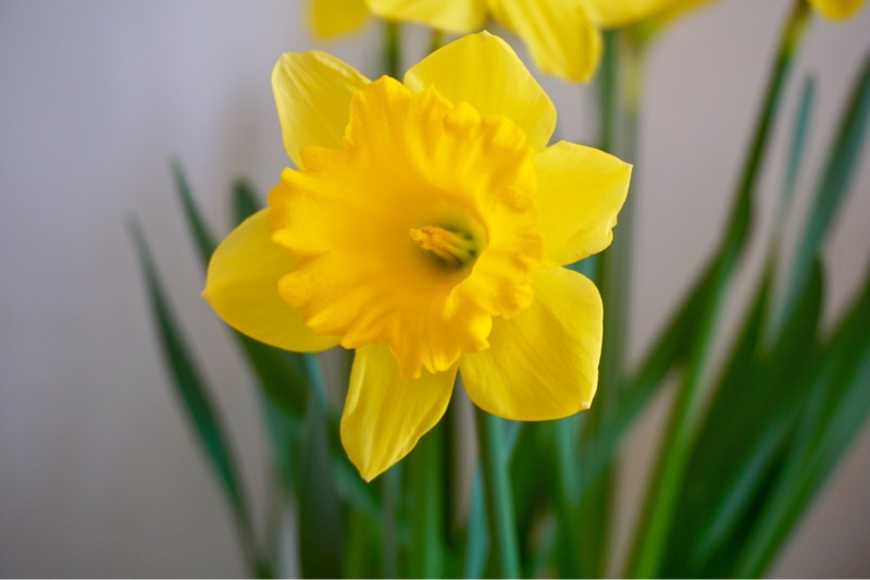 如何栽培管理黄水仙