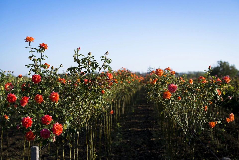 西安打造“零碳花卉种植基地”