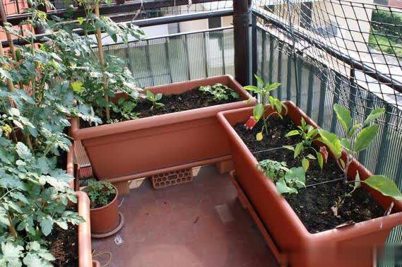 养花土壤杀虫 4 个省钱妙招，护土促生长两不误