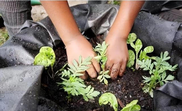 秋肥施不对，花草黄叶掉苞