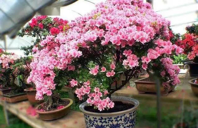 2 种常见好物养花超实用，盆土疏松不板结，花草根旺花艳易爆盆