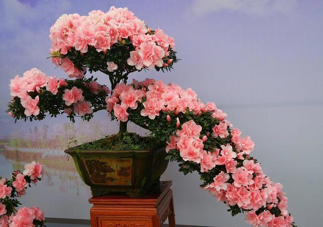 盆景花卉行业为何能实现利润飙升？