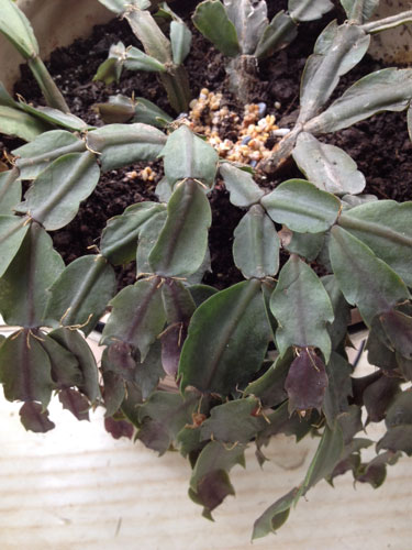 蟹爪兰为什么蔫了