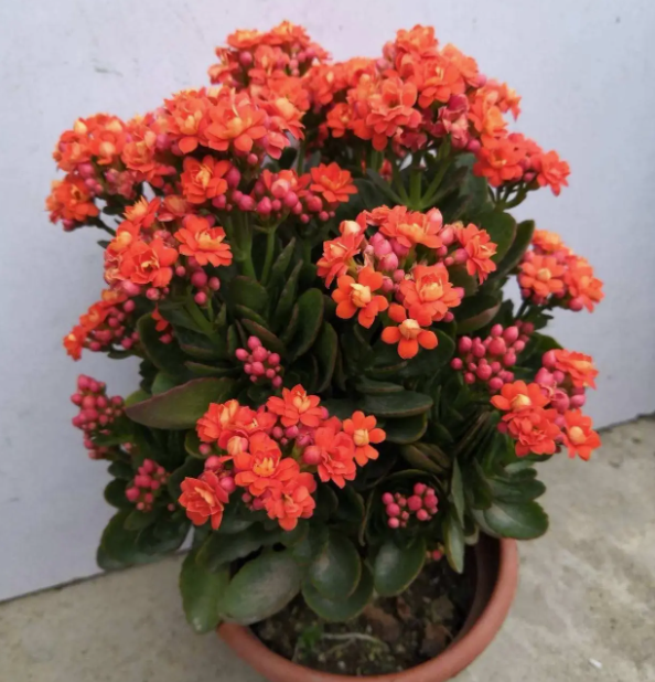 长寿花黄叶不用慌！找准原因轻松解决