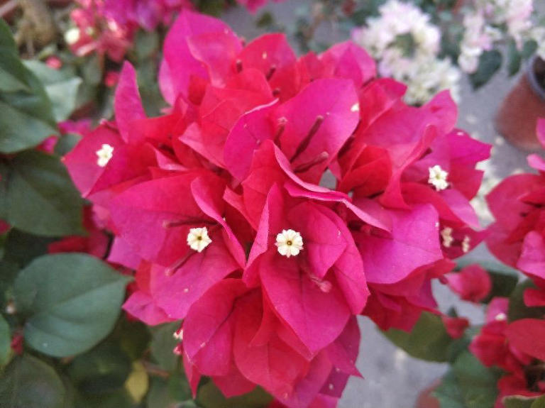 花卉黄叶不用愁！做好 3 点，叶片翠绿开花艳