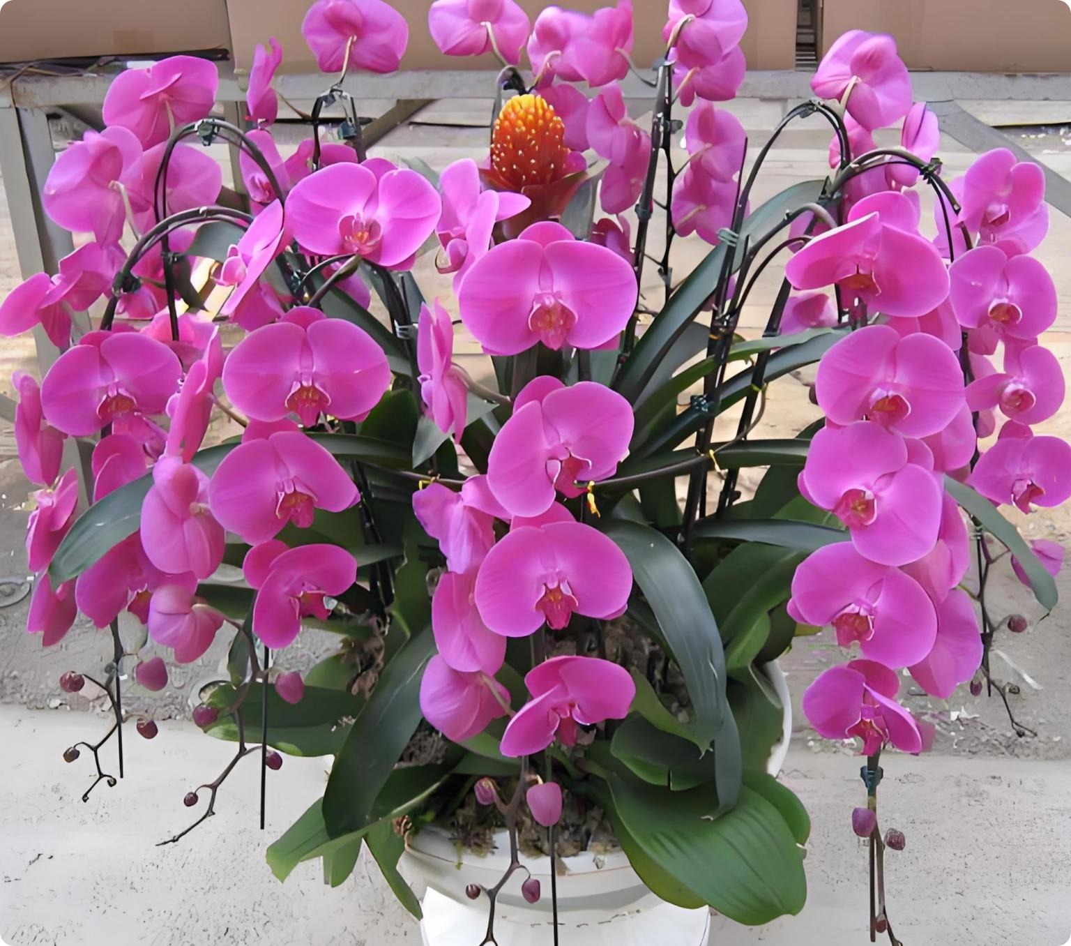 适合秋冬家庭养殖的花卉