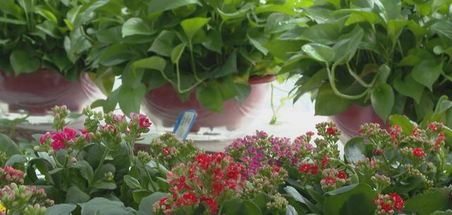 大棚花卉“上新” 撬动秋冬花经济