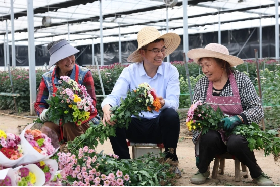自主品种占比最高达60%菊香四溢背后的产业升级