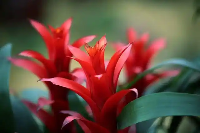 颜值爆表的水塔花，夏天养护避坑指南