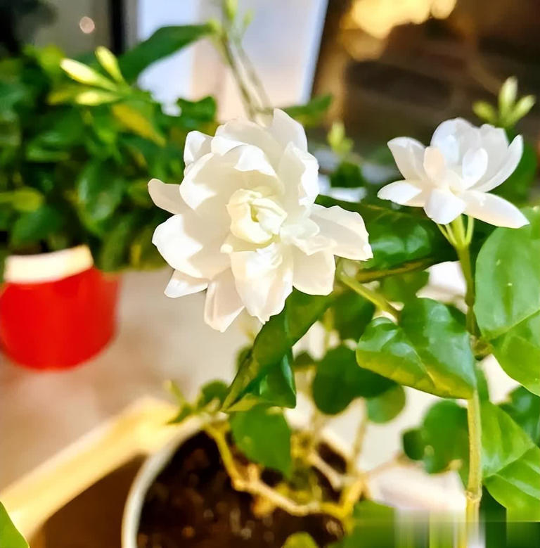 5种香味浓郁的花卉，你家养过几种？