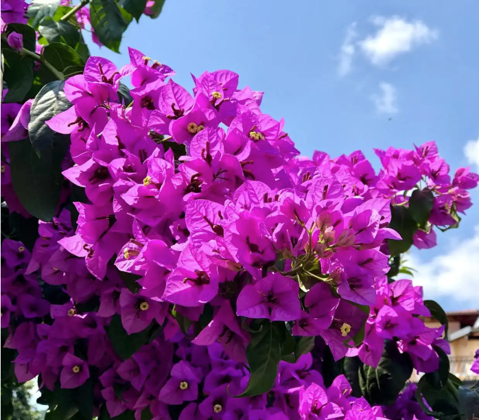 三角梅不开花的原因