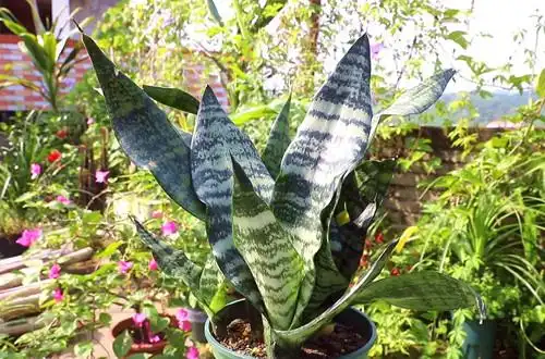 虎皮兰烂根是什么原因？怎么救？