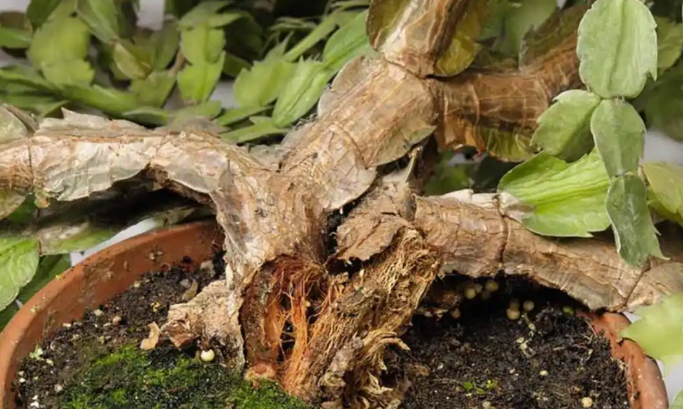 蟹爪兰烂根处理及预防