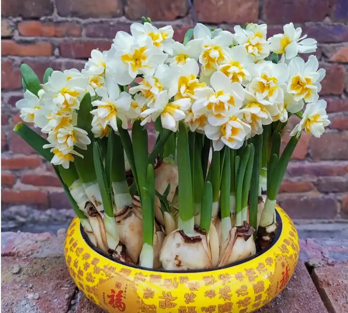 水仙花花苞外皮发黄发干的原因剖析