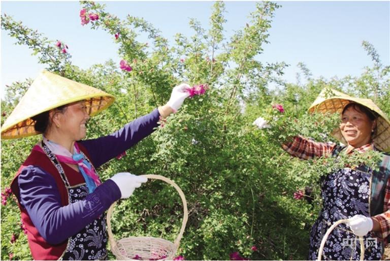 兰州苦水玫瑰产业高质量发展规划发布 打造“玫瑰之都”