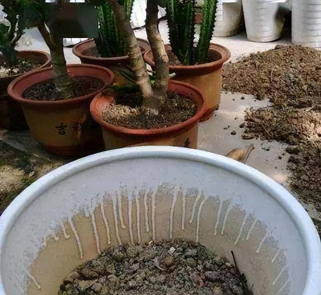 养花土别直接用！4 种简单消毒法，无虫无病菌，花草长得旺