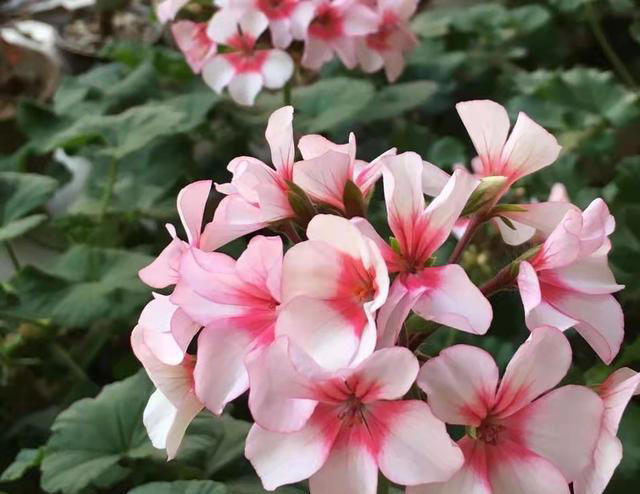 厨房 3 种 “废料” 别丢！养花堪称 “天然肥”