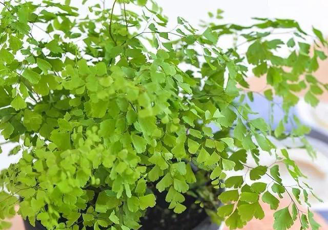 冬季养花浇水不用愁！2 个 “笨办法”，简单实用不烂根