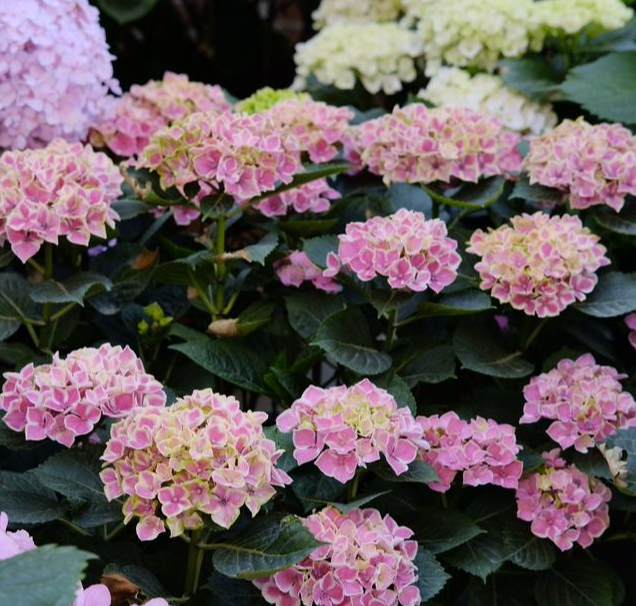 3 种常见植物别乱养！可能诱发过敏、伤肺部