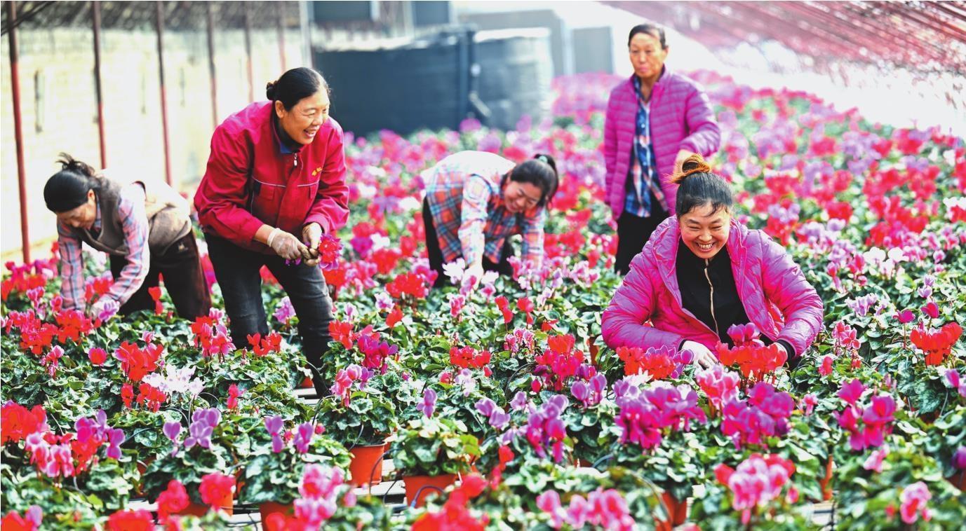 辽阳特色种植开出致富花