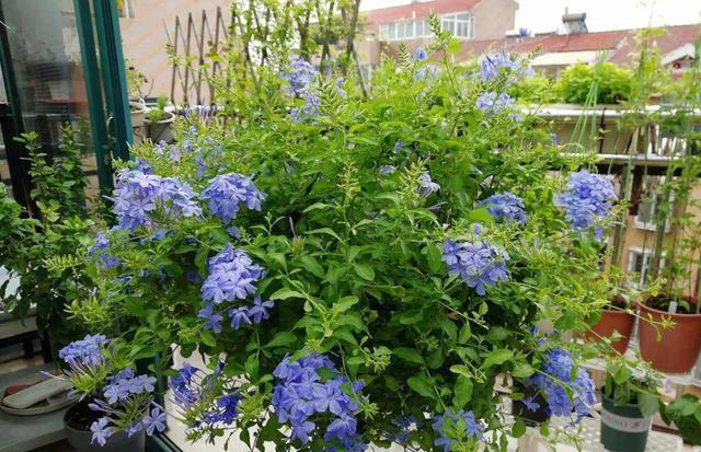 冬季养花攻略：做好这几点，花卉安稳越冬不发愁