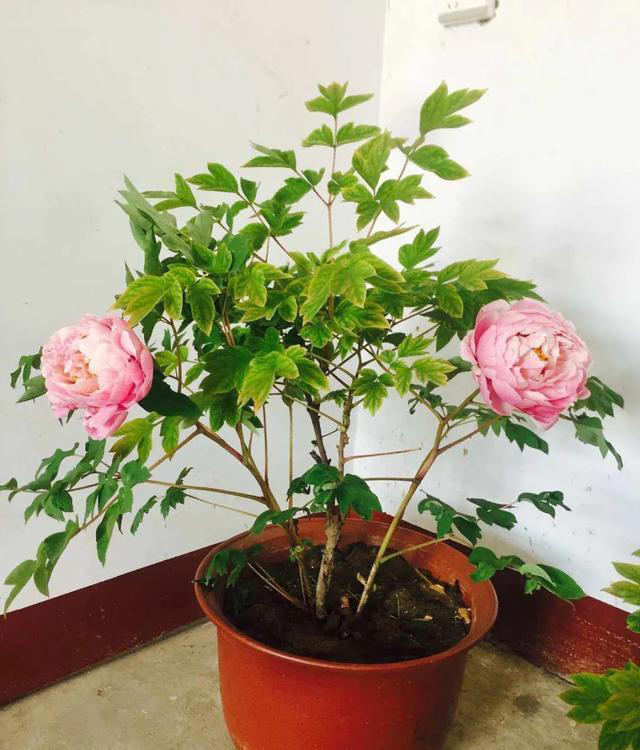 冬季花市选购指南：如何选择适合的花卉