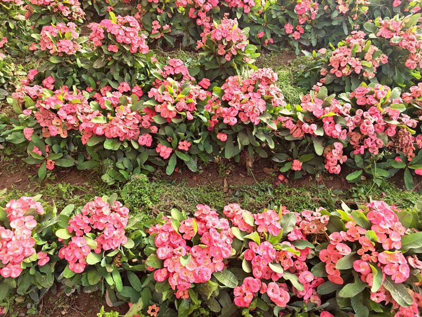 巴楚：大棚鲜花俏 农户“卉”向幸福新生活