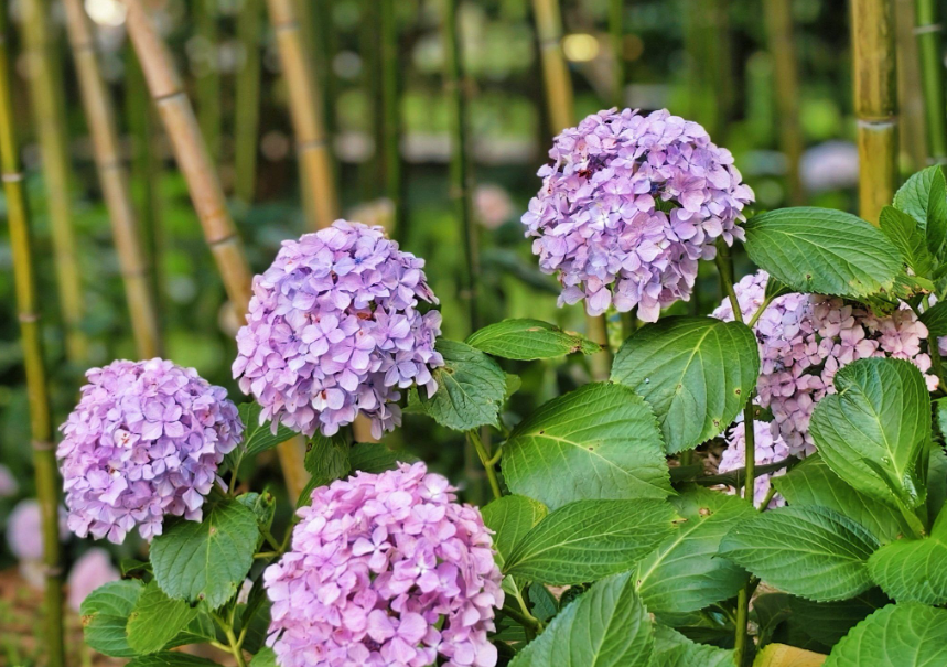 绣球怎么不开花