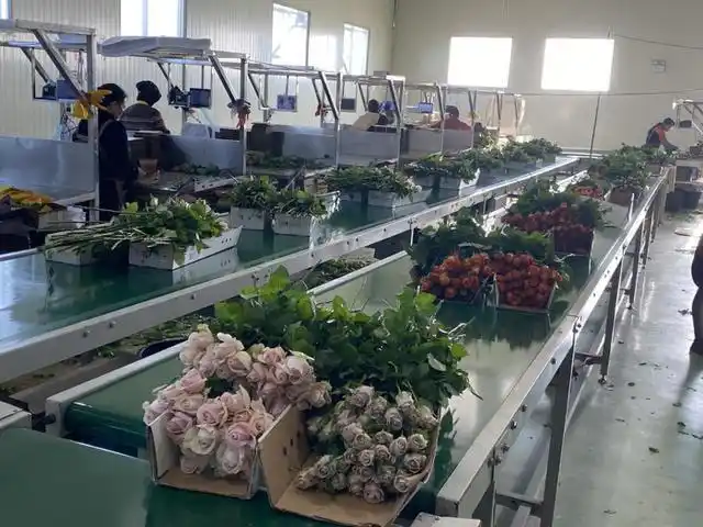 玉溪：家门口绽放“幸福花”