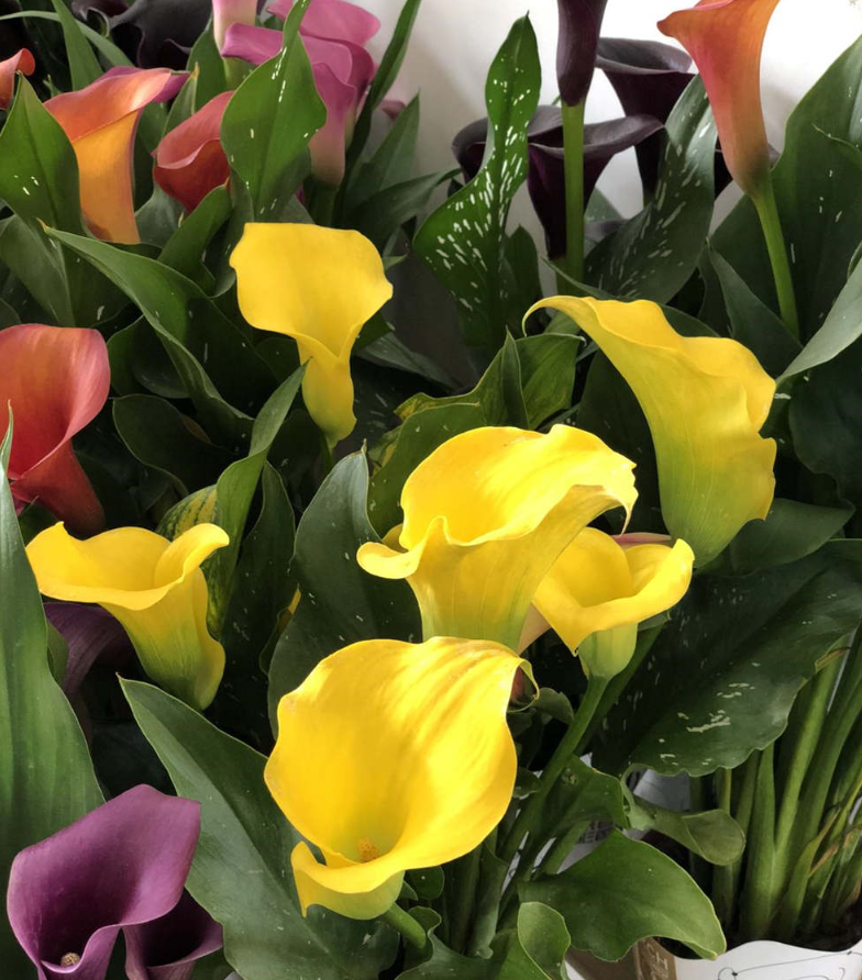 马蹄莲叶子打卷,发软是怎么回事?