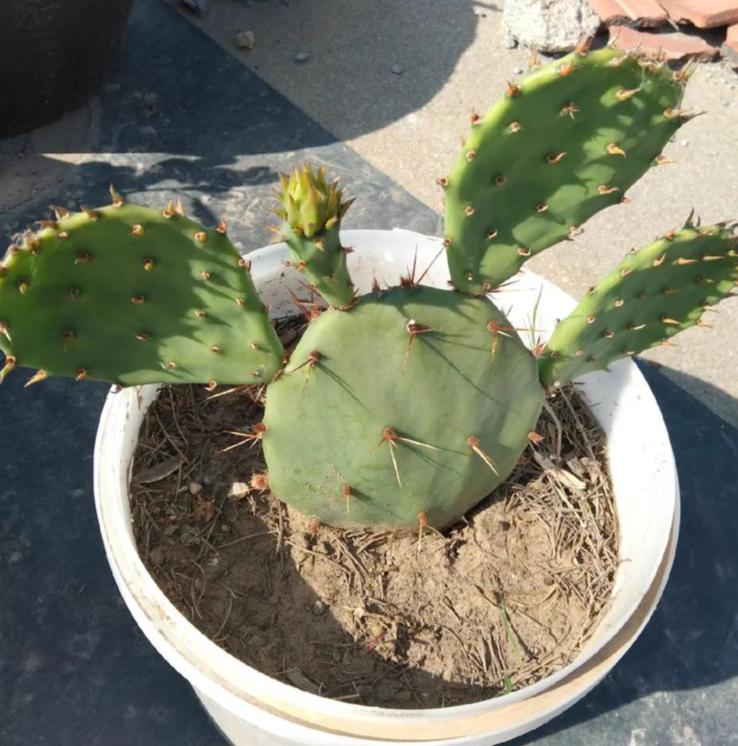 仙人掌枯萎急救指南：换盆与科学养护补救方案