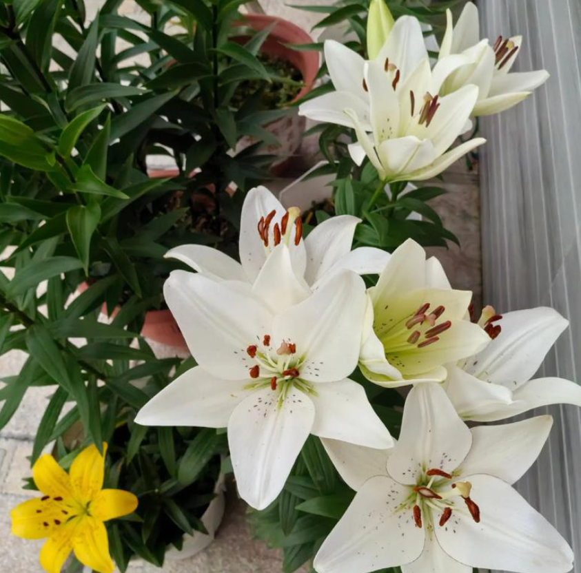 百合花什么时候开花