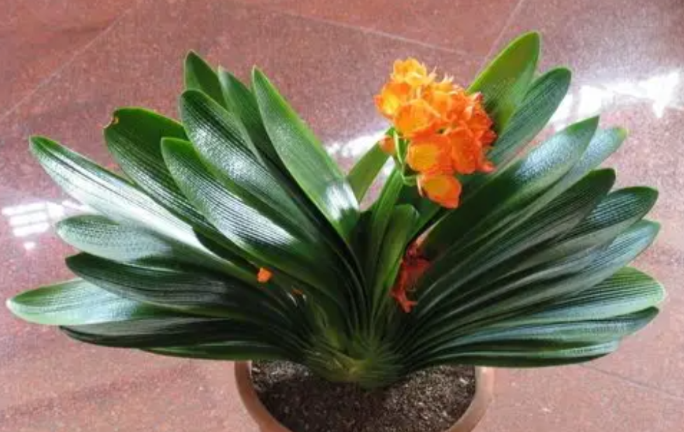 君子兰叶子长歪了怎么办？