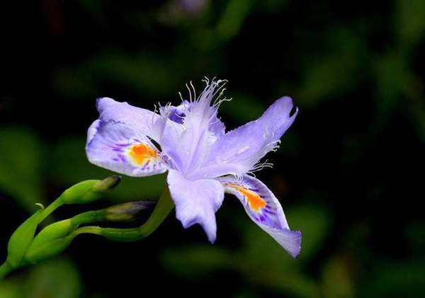 花卉绿植热卖 扮靓休闲生活