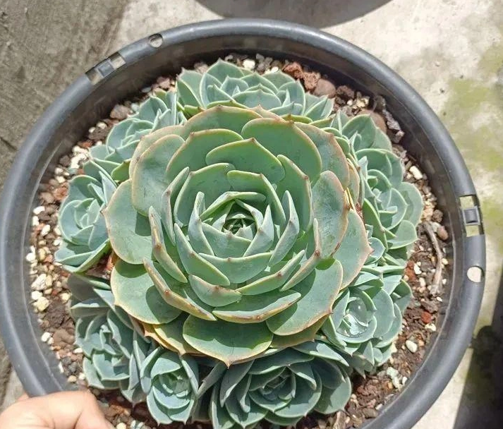 玉蝶叶子开裂是为什么？