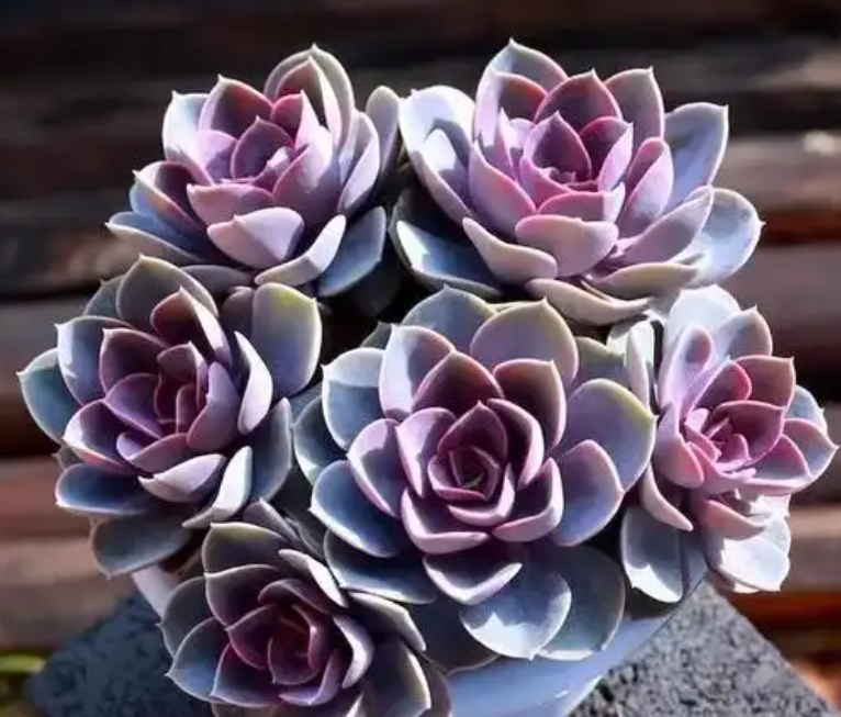 紫珍珠叶子变软是什么原因？怎么办？