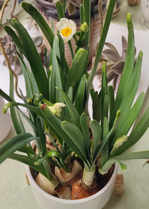 水仙花叶子发软是为什么？怎么办