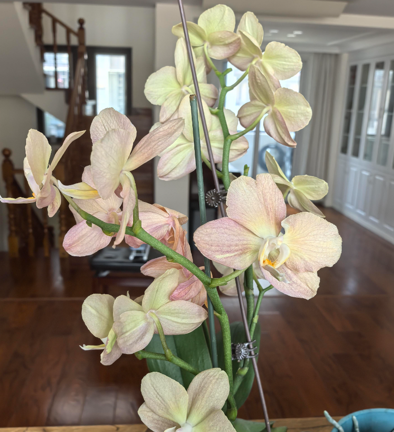 蝴蝶兰花苞总掉落是为什么？