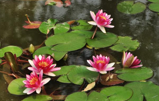 睡莲叶子变黄怎么办