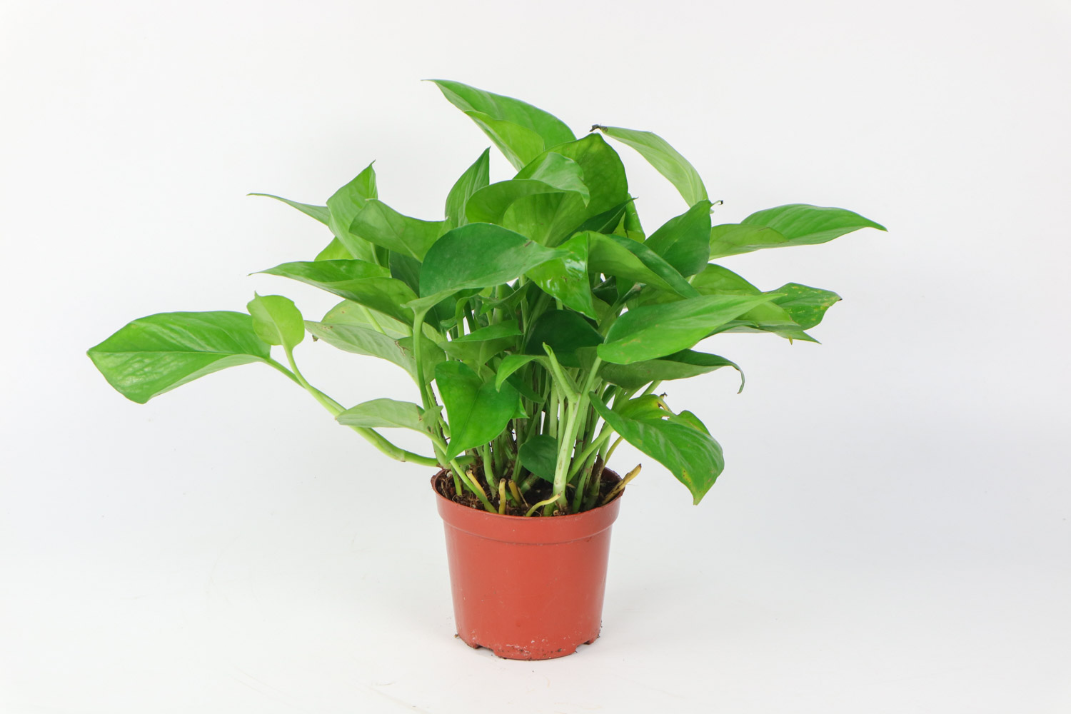 绿萝叶子发黄怎么办